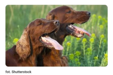 Koszulka pełna historii: zamykam rozdział, wciąż biegnę dalej…