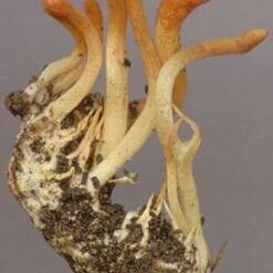 Oddech a sen – czy naprawdę potrzebujemy 8 godzin snu?