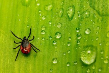 Otwarte usta – ukryta pandemia naszych czasów